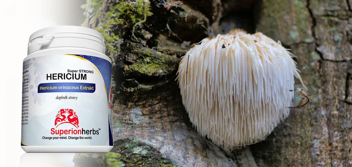 HERICIUM-Levia hriva